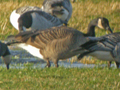 Todd's Canada Goose